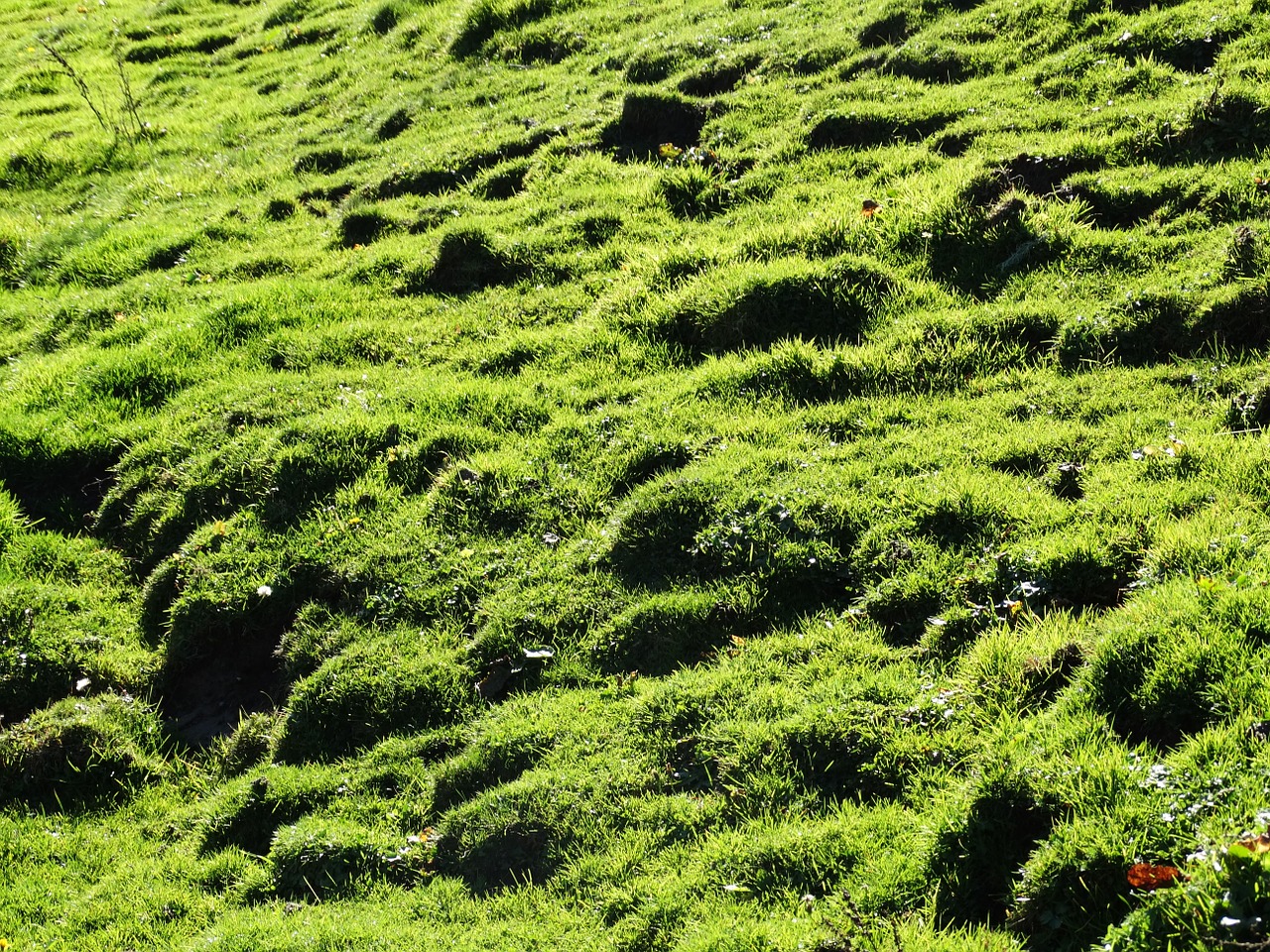 meadow grass alpine meadow free photo