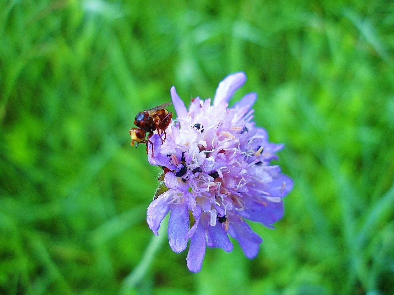 meadow insect close up nature bloom free photo