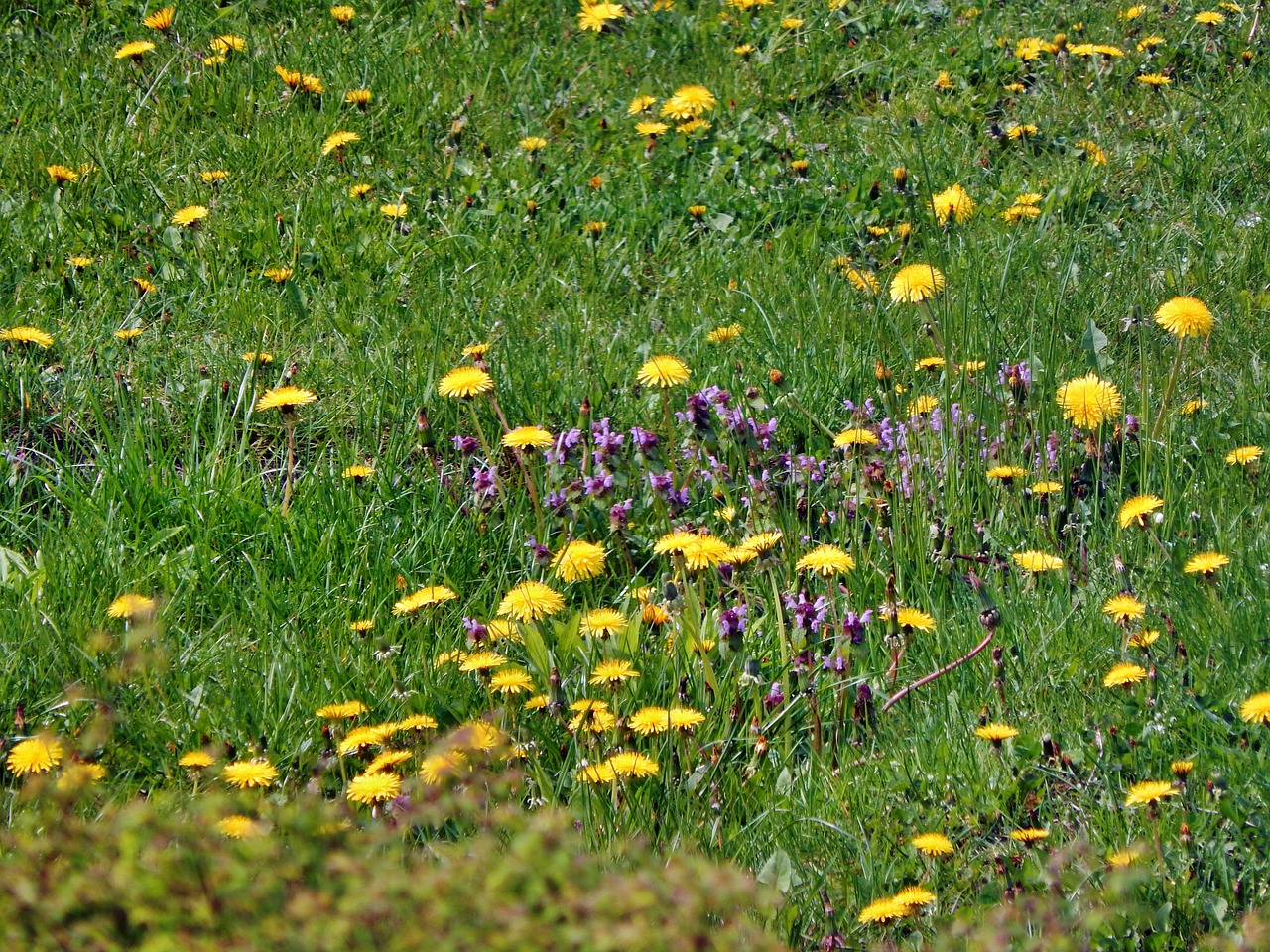 meadow flowers plants free photo