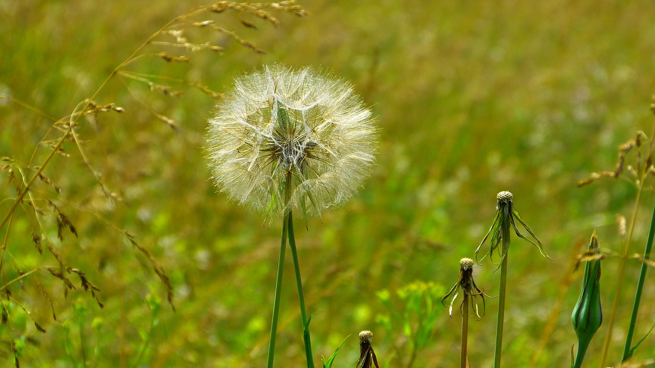 meadow dandelion dandelions free photo