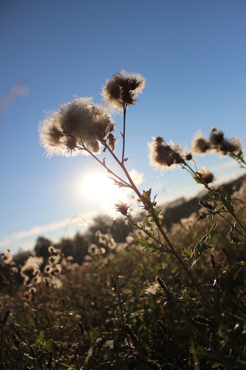 meadow field lany free photo