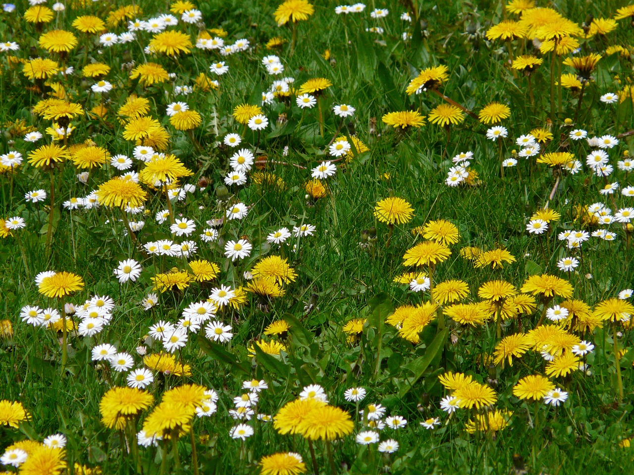 meadow flowers dandelion free photo