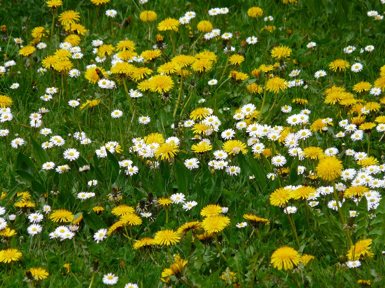 meadow daisy dandelion free photo