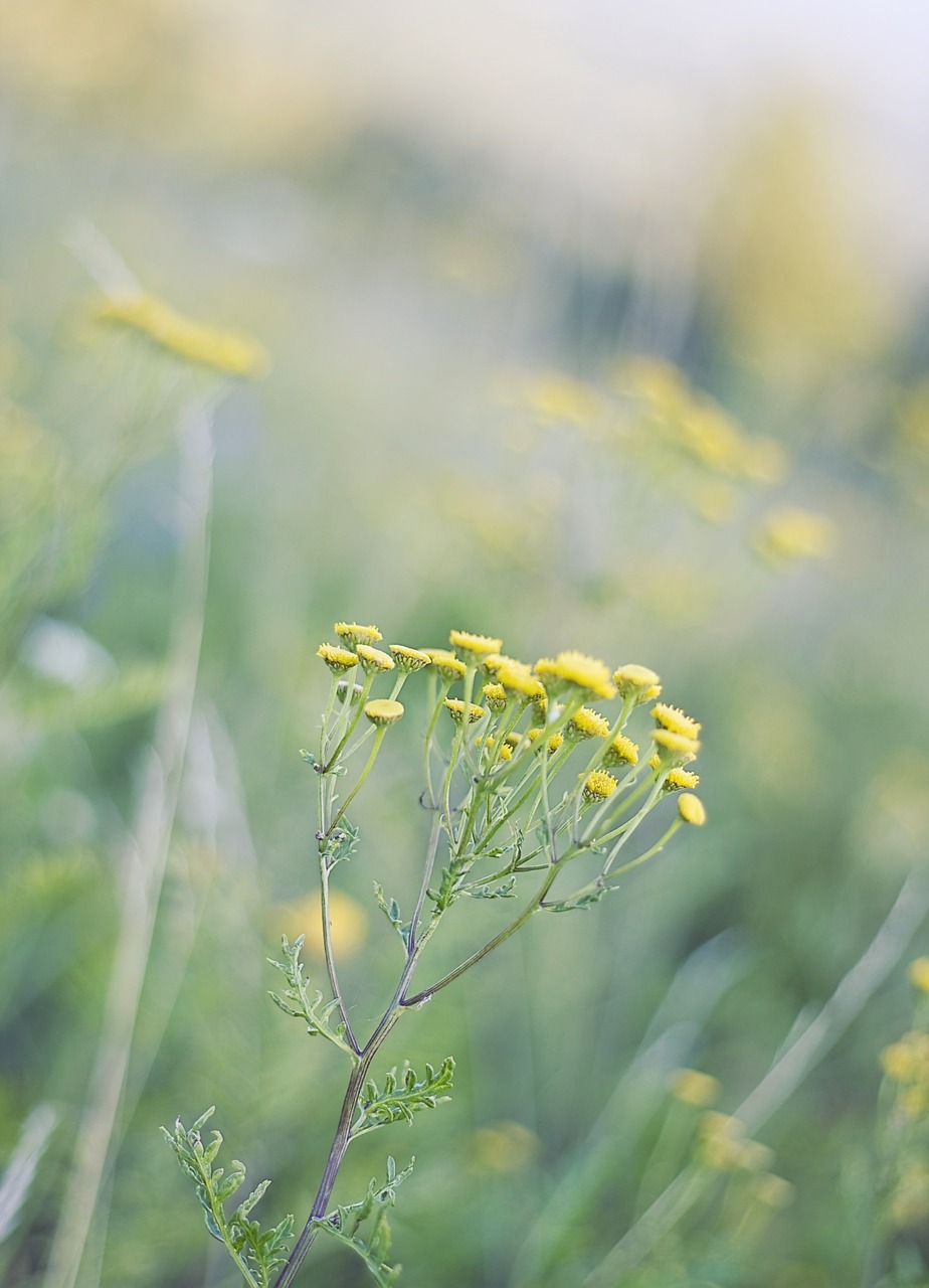 meadow flowers nature free photo