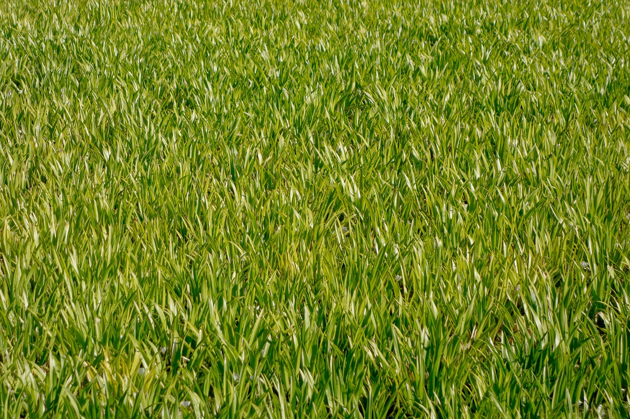 meadow grass sports ground free photo