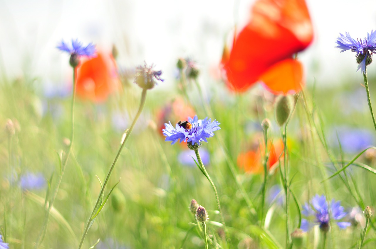 meadow flower poppy free photo