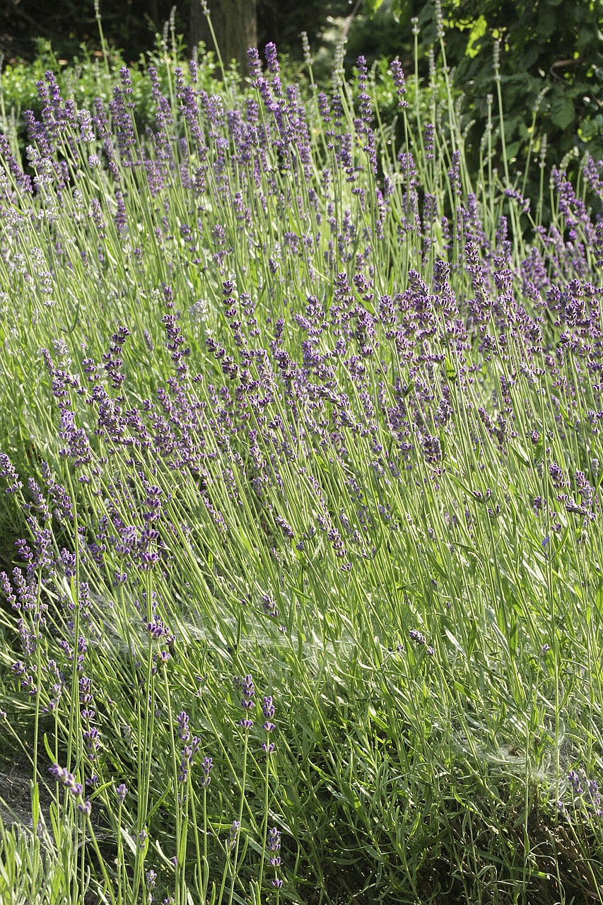 meadow grass spring free photo