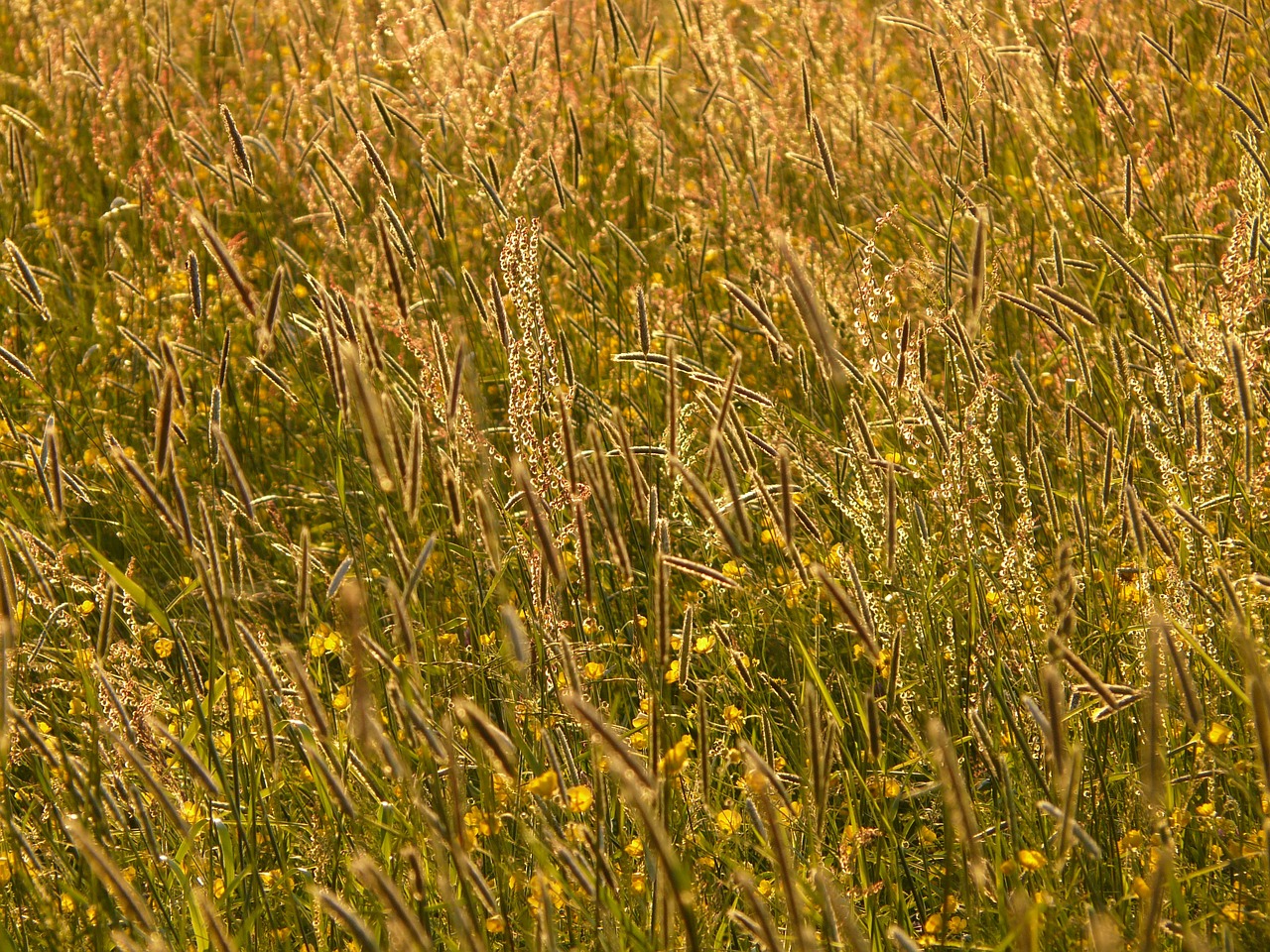meadow chuck meadows food free photo