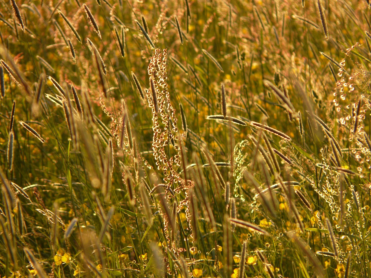 meadow chuck meadows food free photo