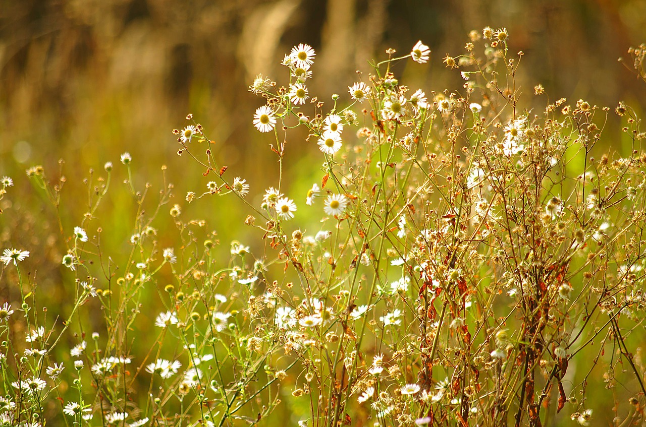 meadow daisies sunny free photo