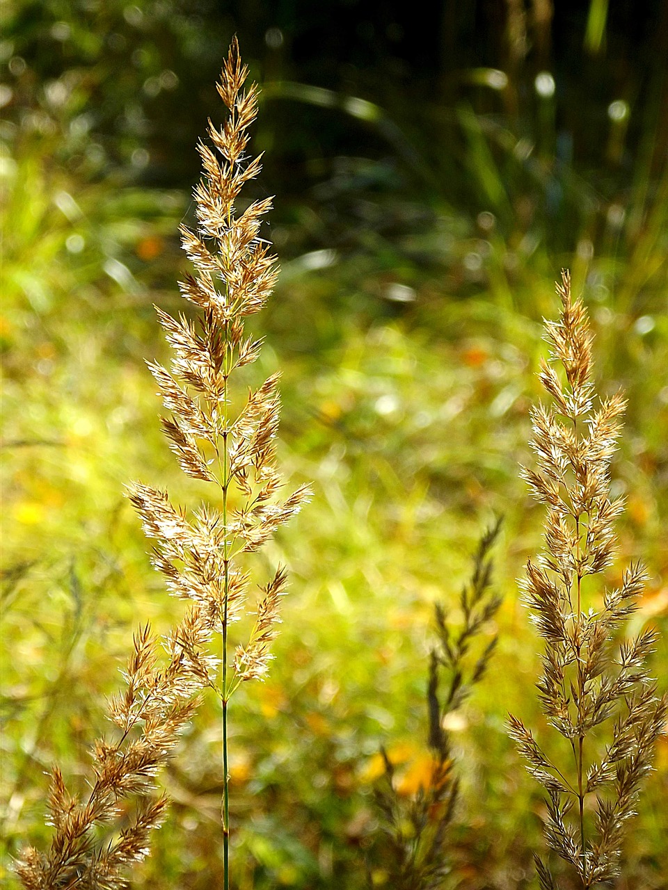 meadow grain color free photo