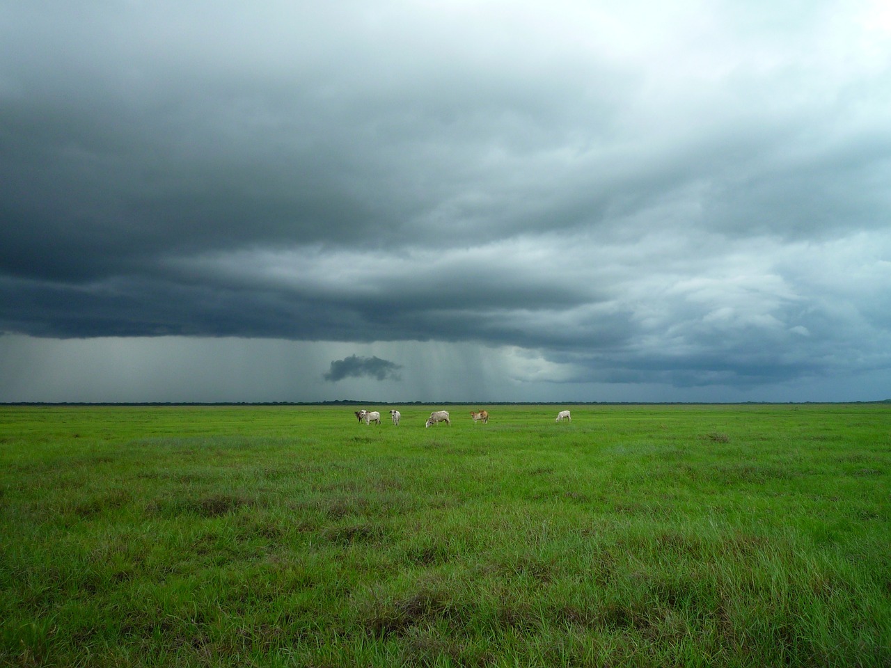 meadow cattle stormy free photo
