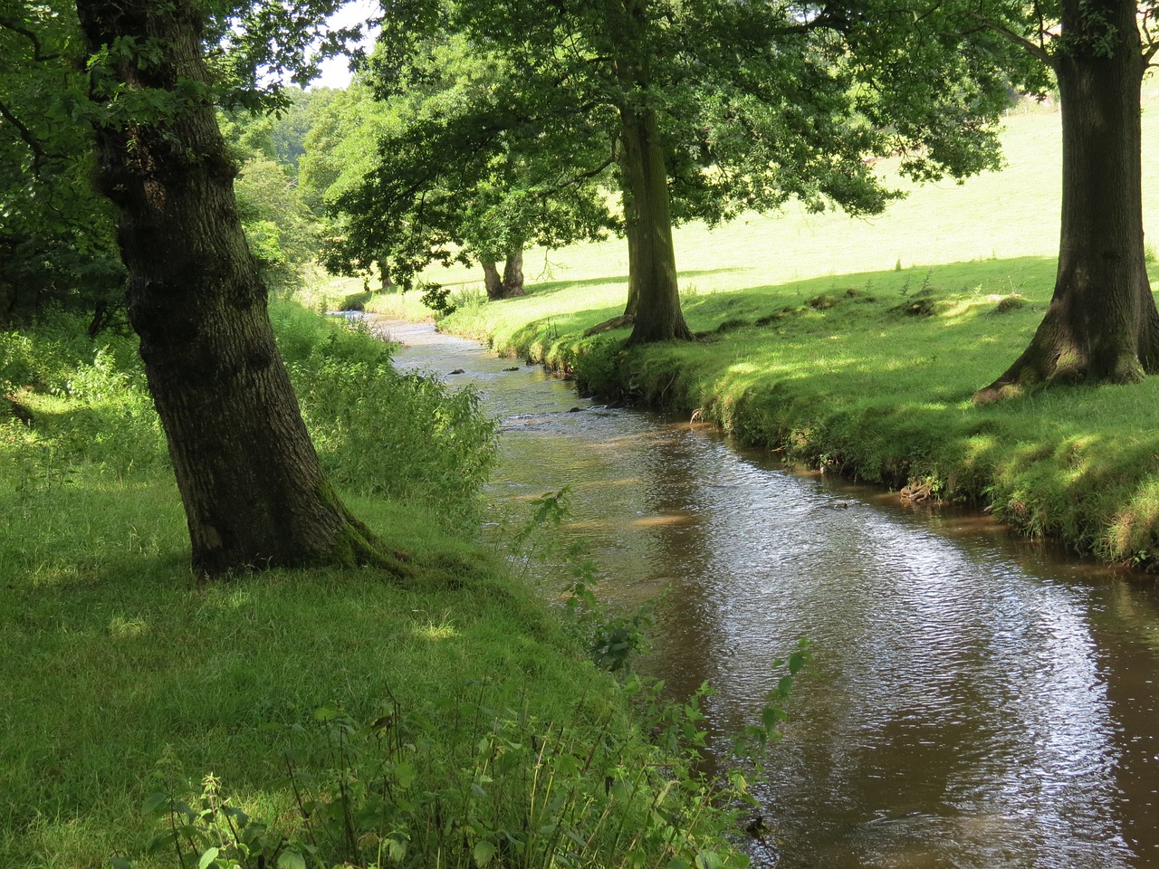 meadow water meadow stream free photo