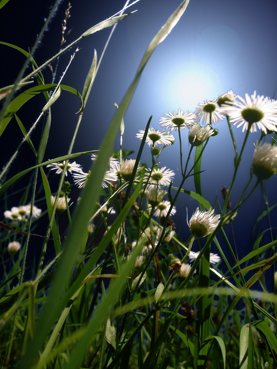 meadow daisies flower free photo