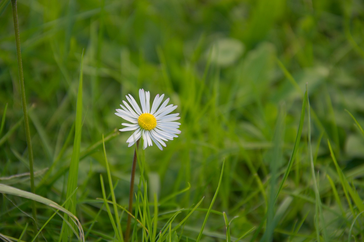 meadow green white free photo