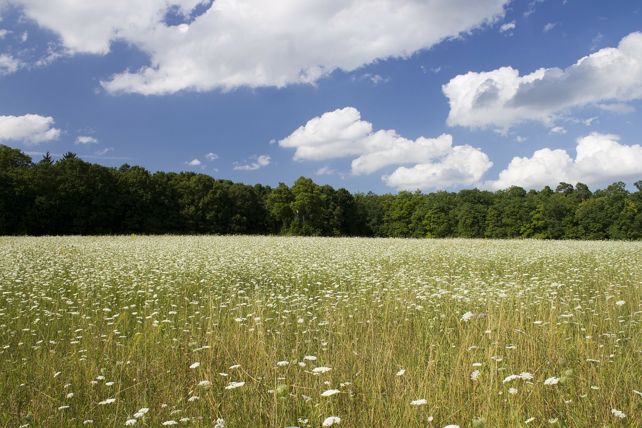 meadow nature flowers free photo