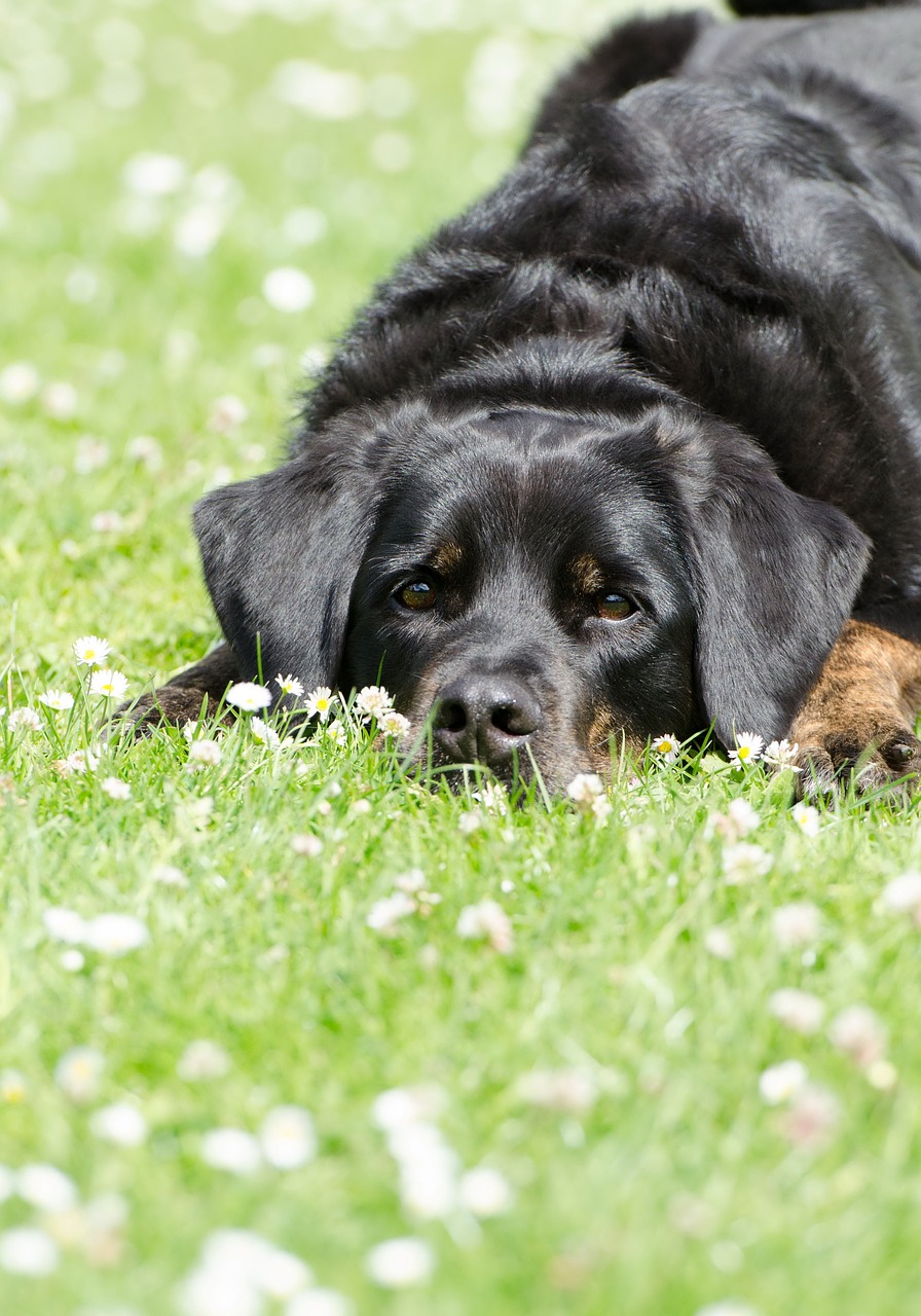 meadow dog dog on meadow free photo