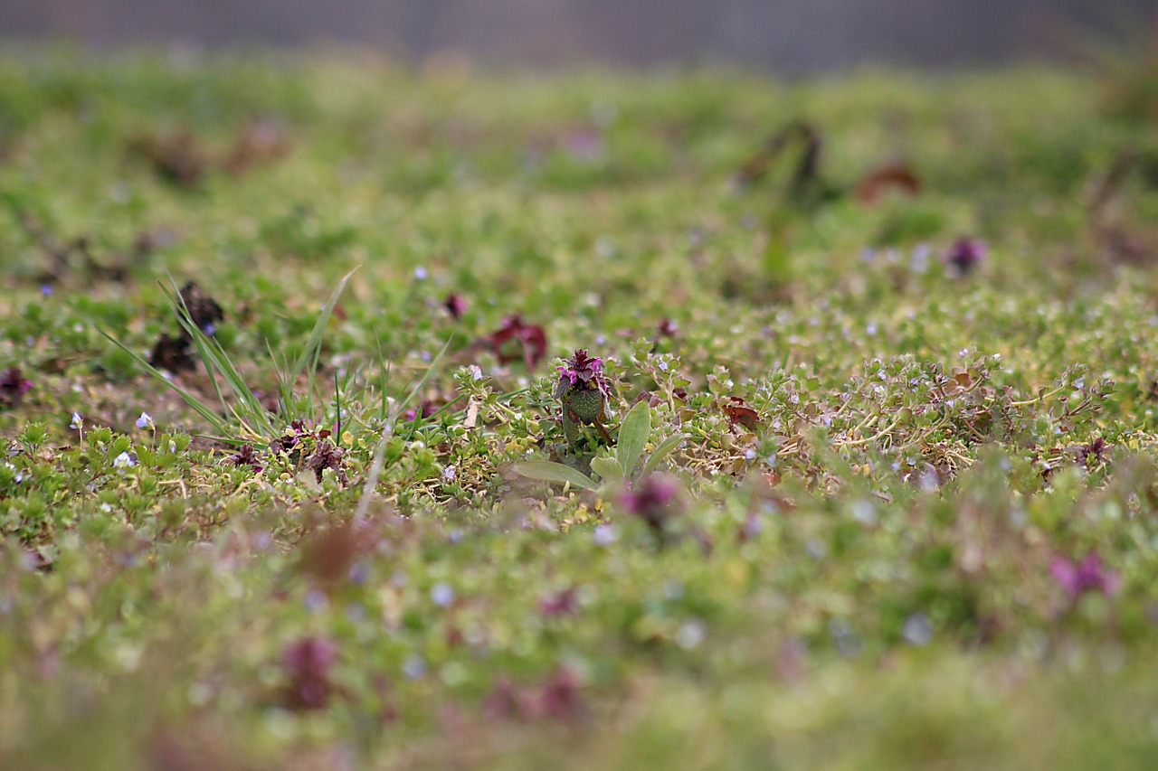 meadow nature green free photo