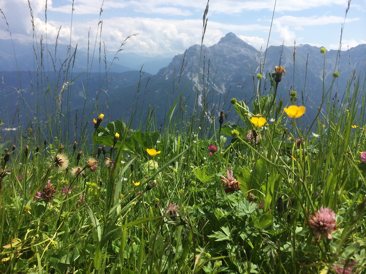 meadow mountains buttercup free photo