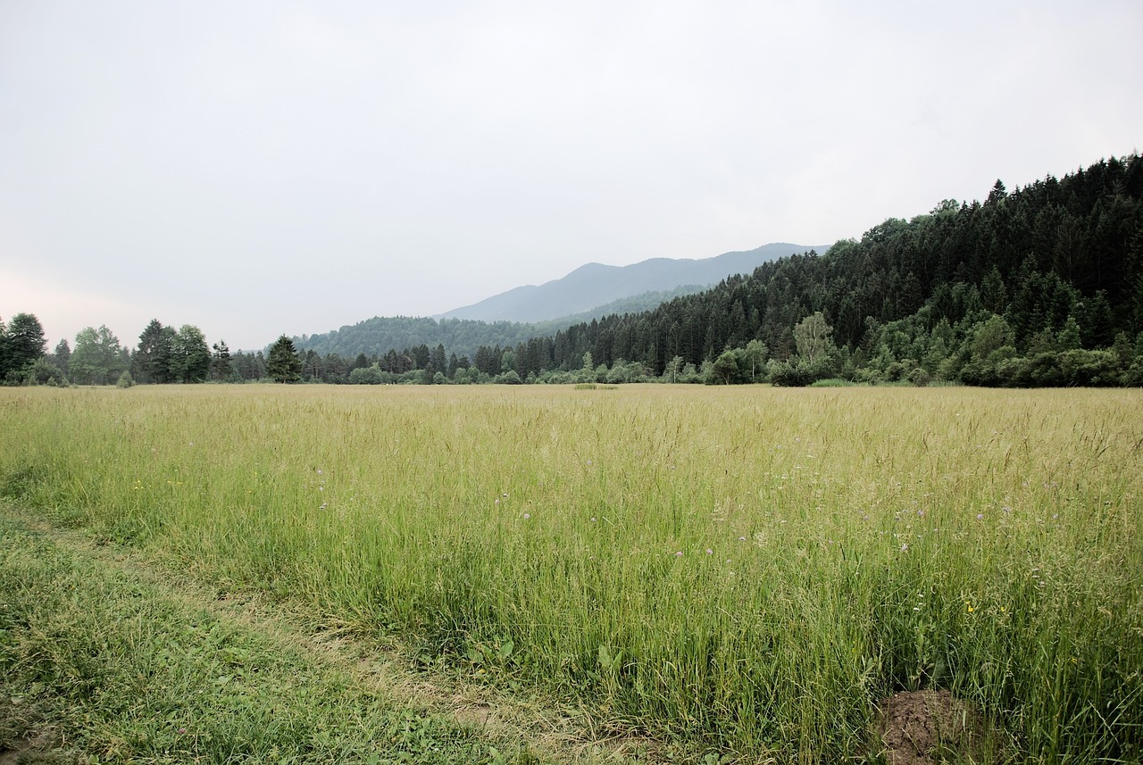 meadow clouds nature free photo