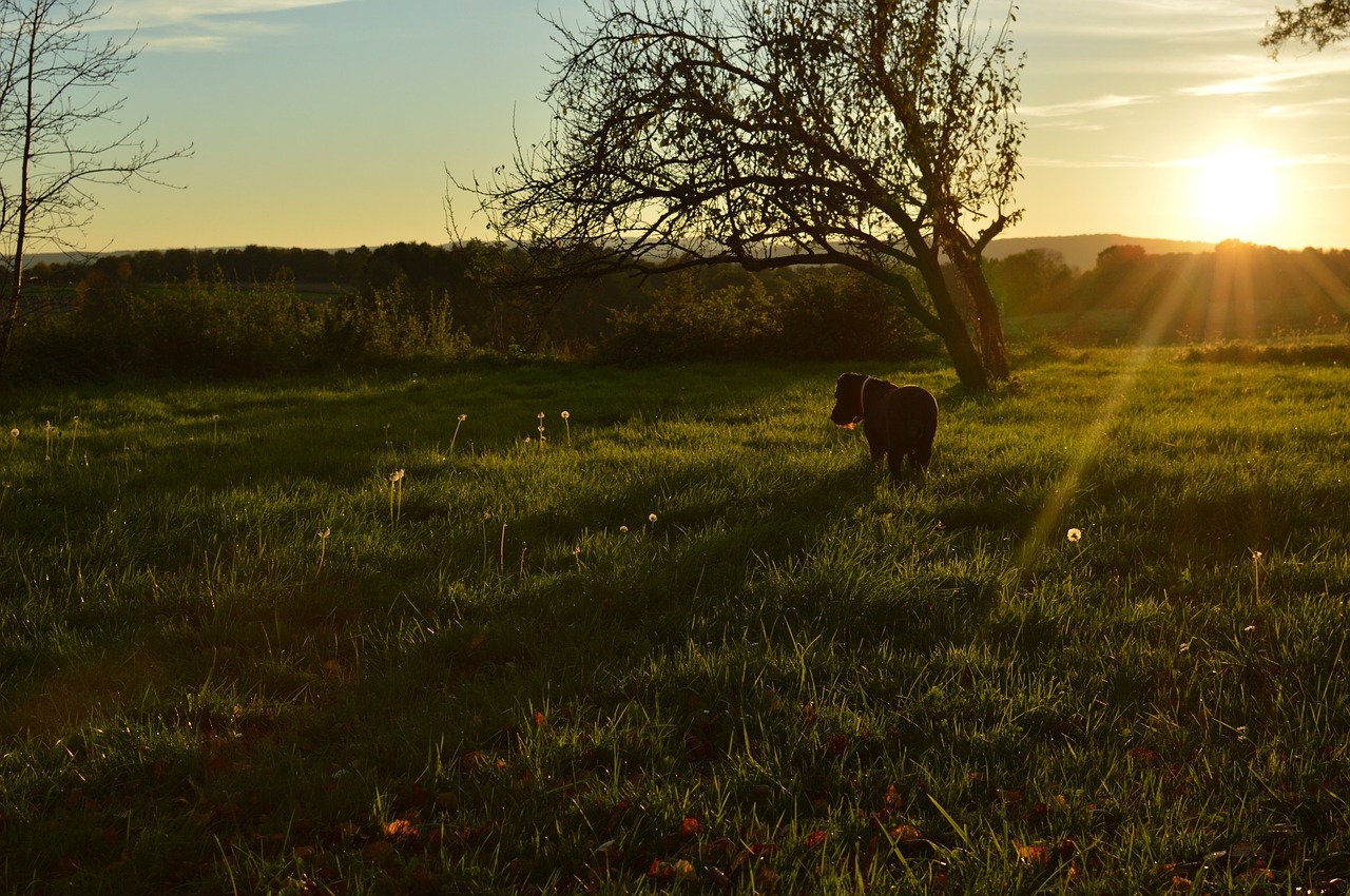 meadow dog evening free photo