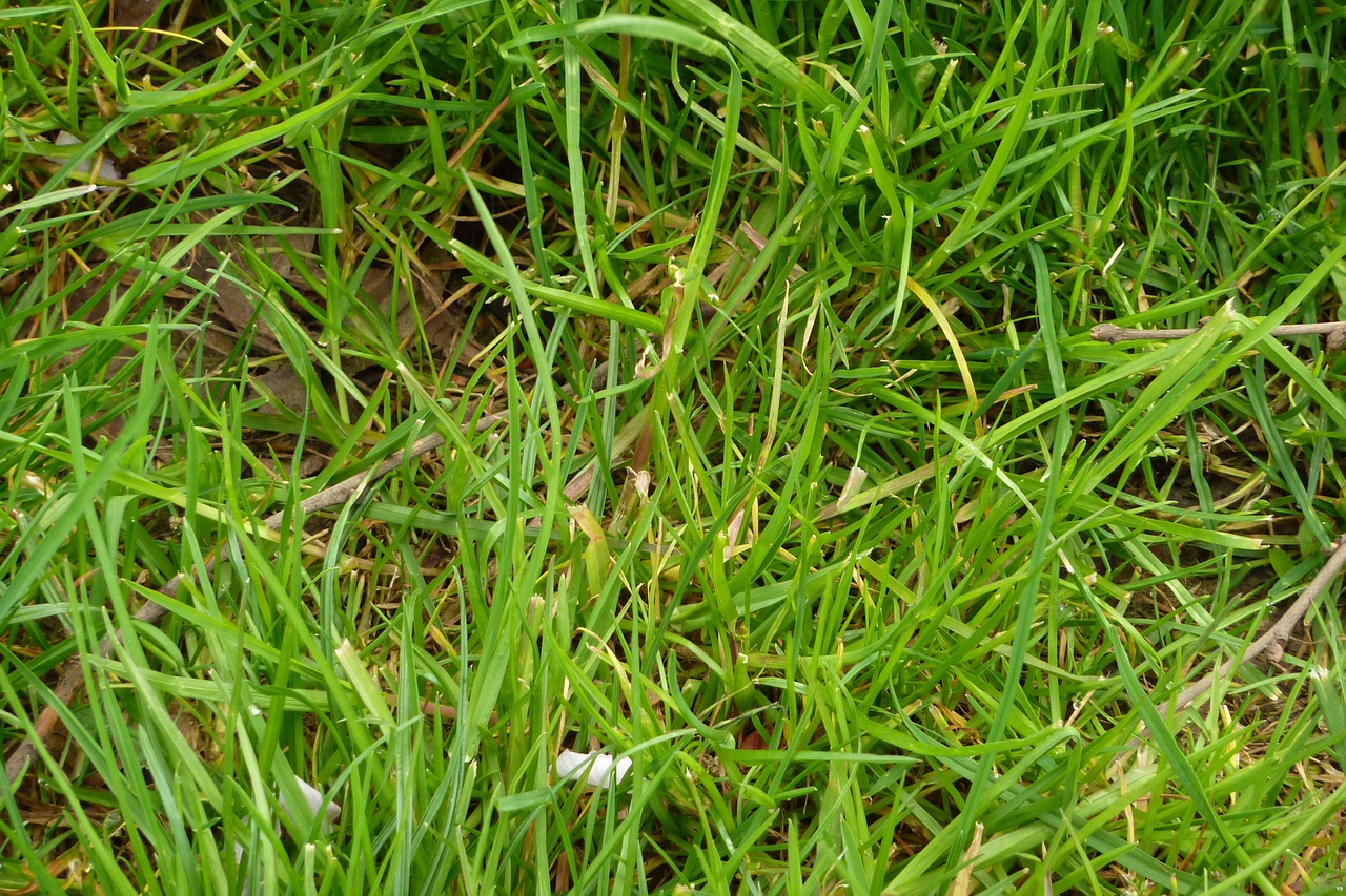 meadow rush green free photo
