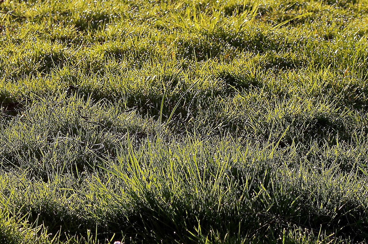 meadow grass morgentau free photo