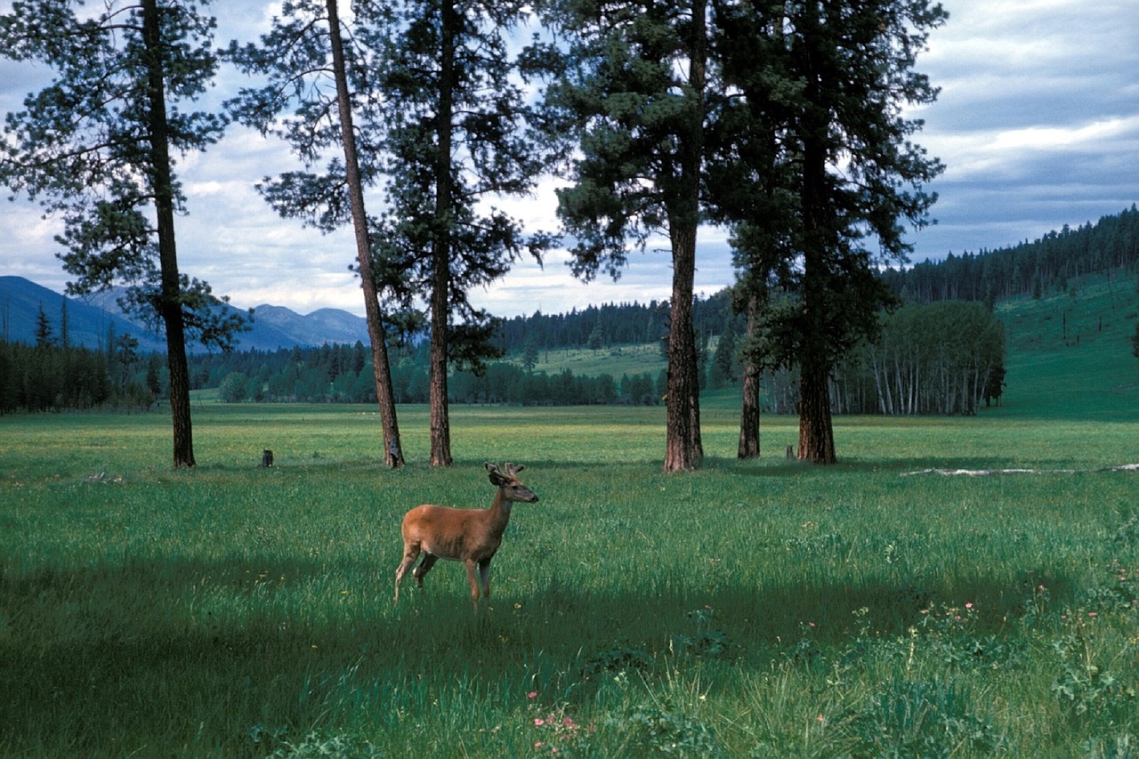 meadow deer mountains free photo