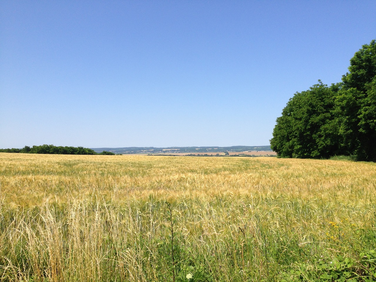 meadow field rural landscape free photo