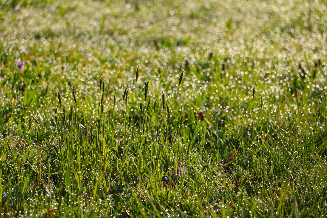 meadow dew drop of water free photo