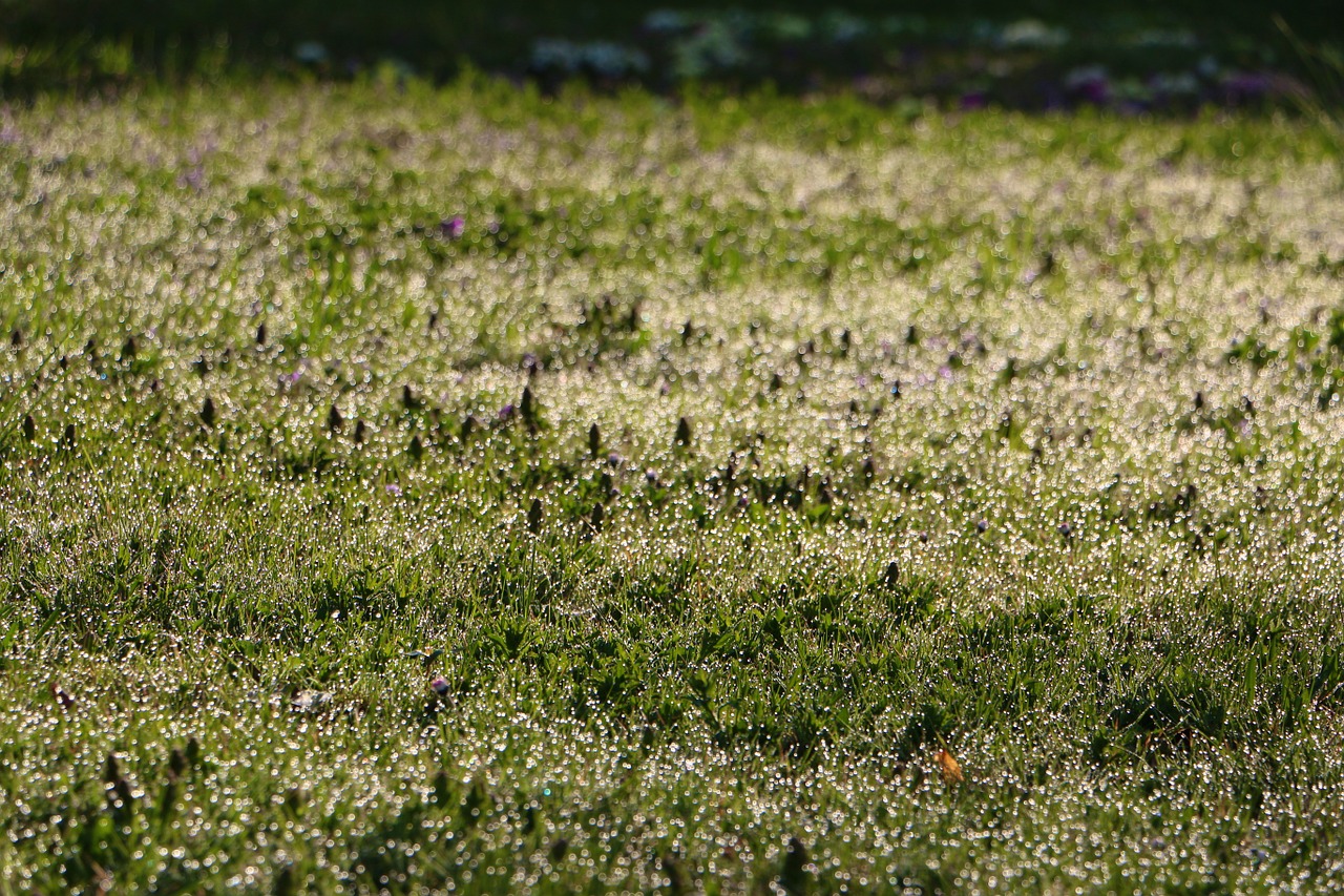 meadow dew drop of water free photo