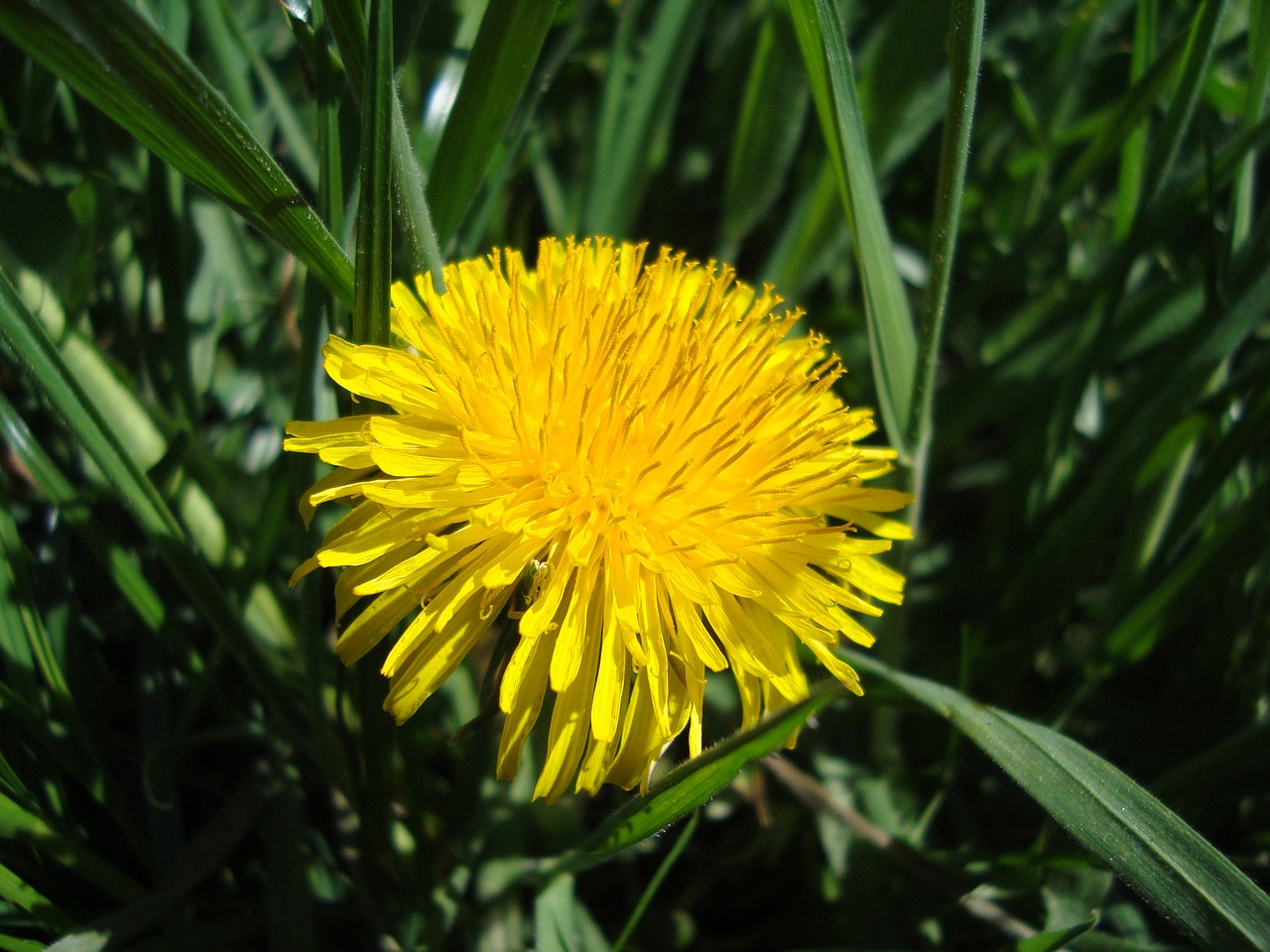 meadow dandelion grass free photo