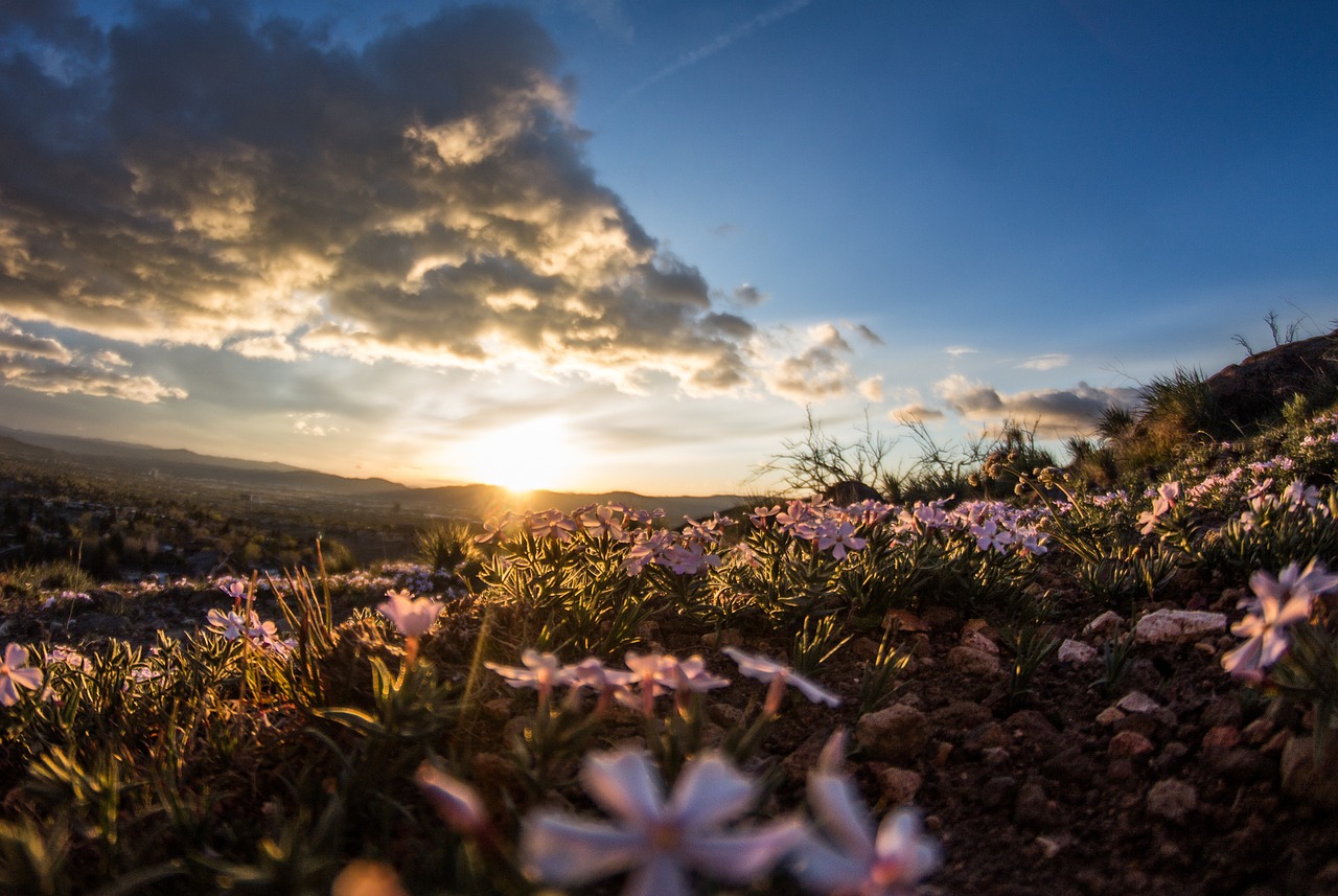 meadow field flowers free photo