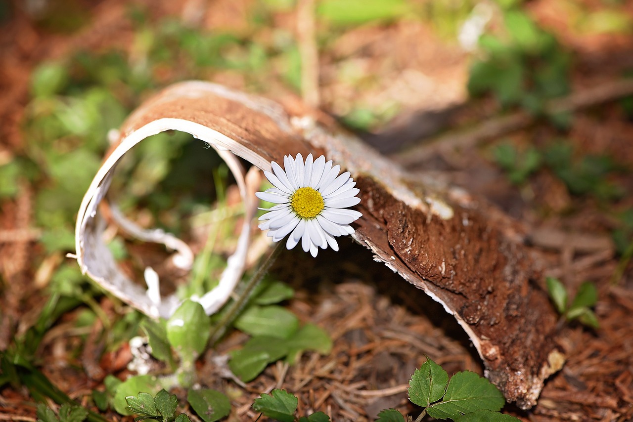 meadow nature flower free photo