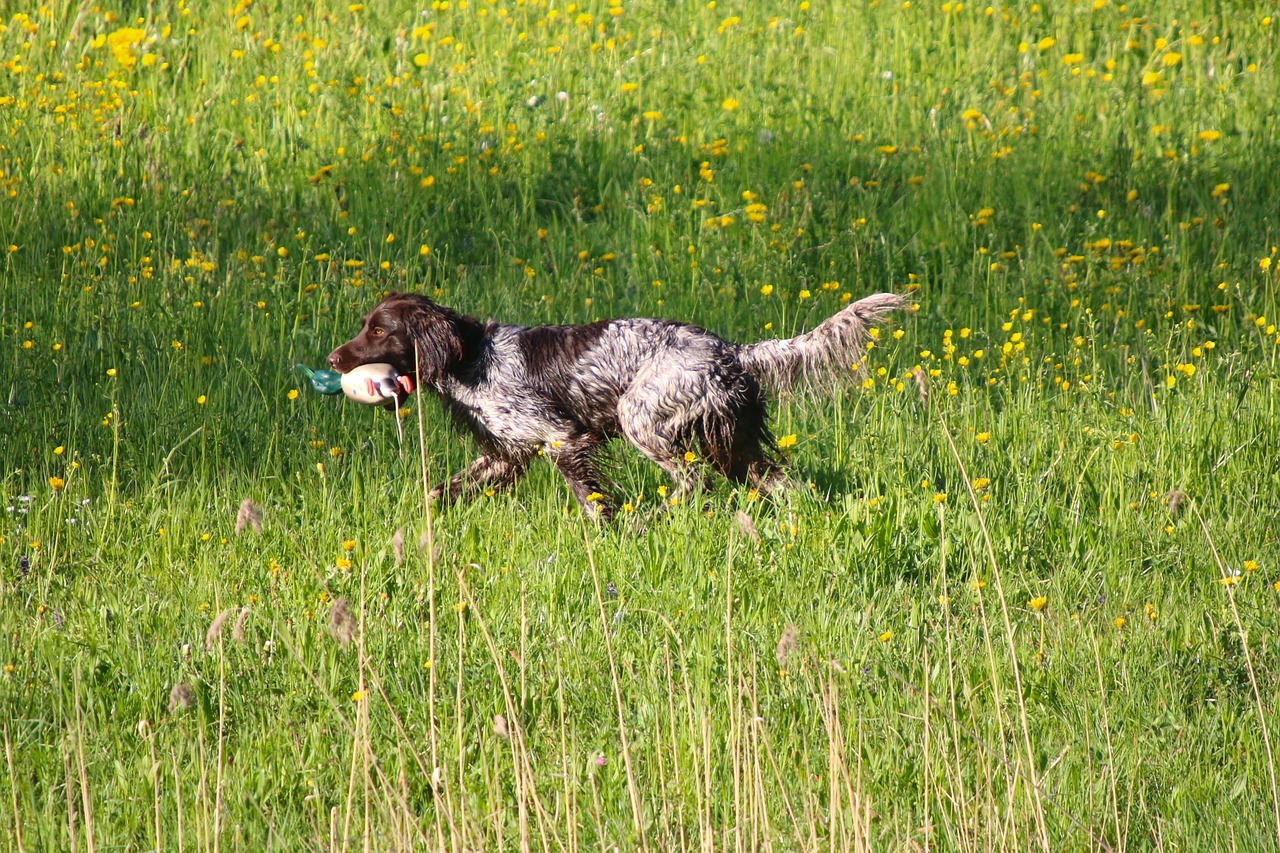 meadow dog retrieve free photo
