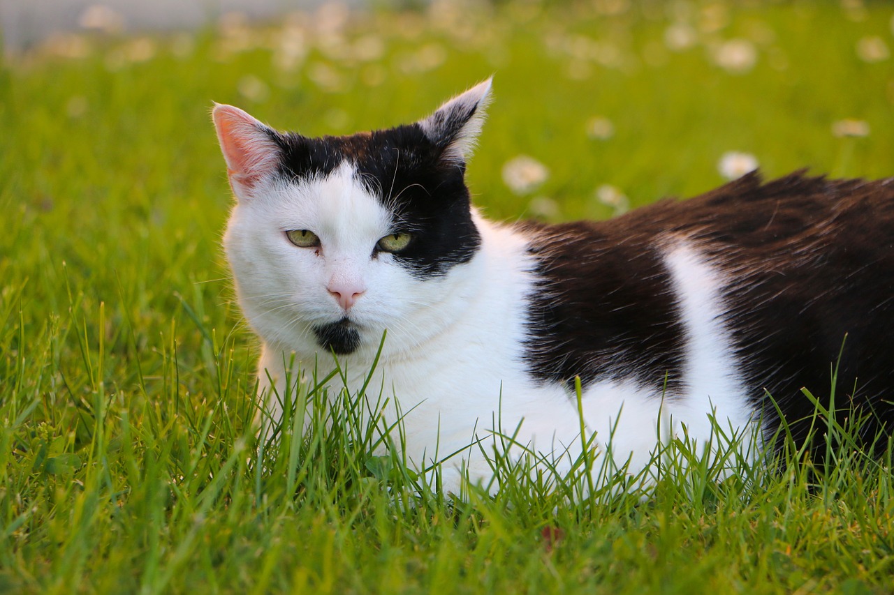 meadow cat concerns free photo