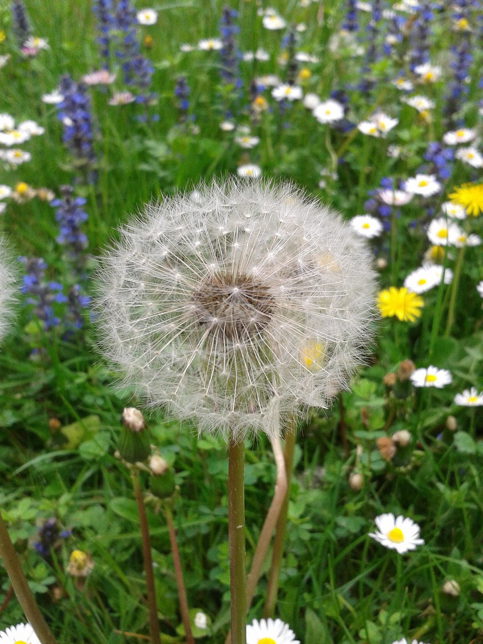 meadow flowers blossom free photo