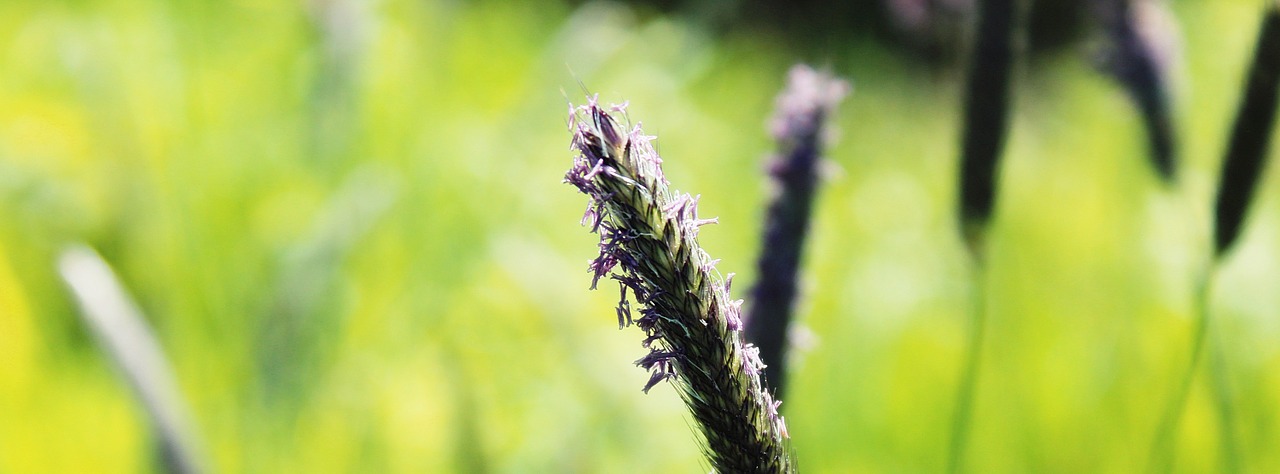 meadow plant green free photo