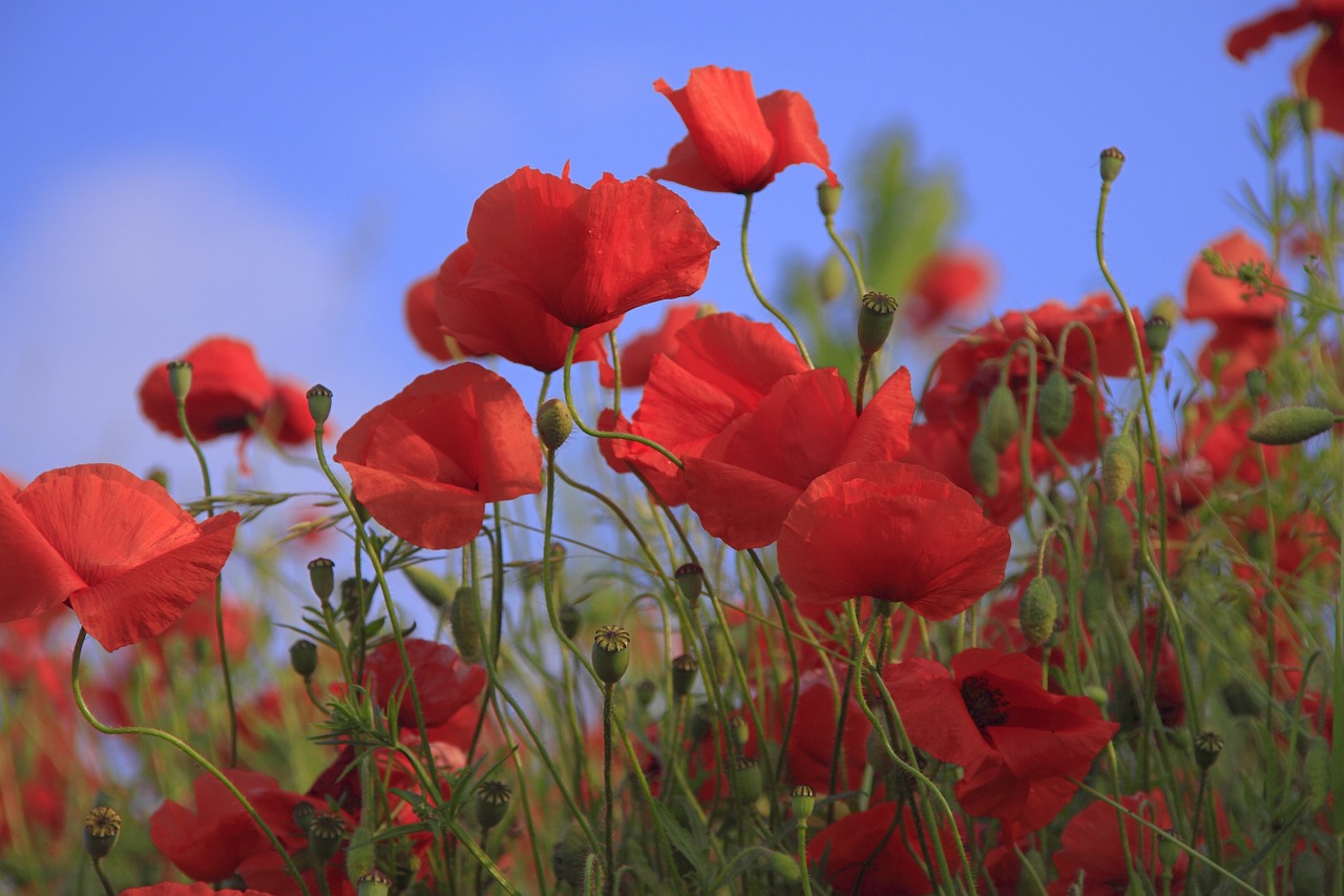 meadow poppy grass free photo