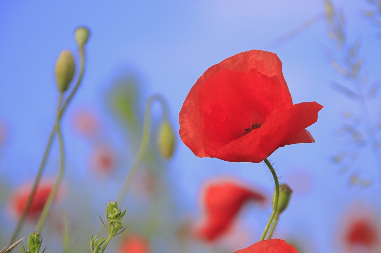 meadow poppy grass free photo