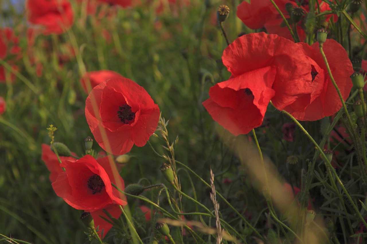 meadow poppy grass free photo