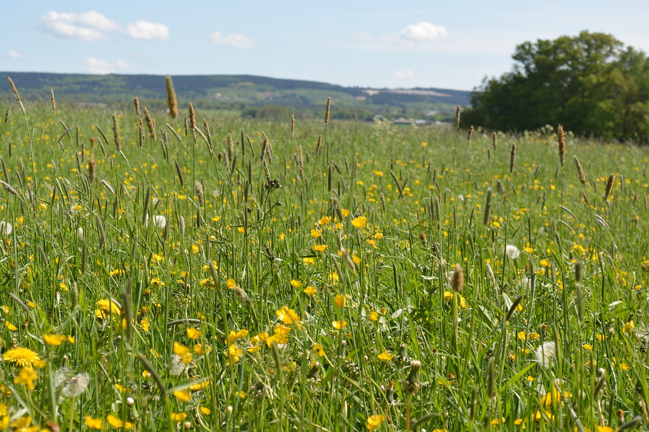 meadow pasture sunshine free photo