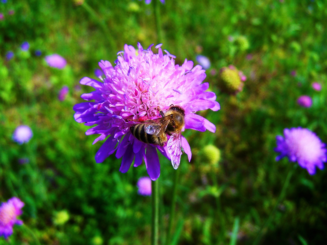 meadow purple-pink meadow flower bee free photo