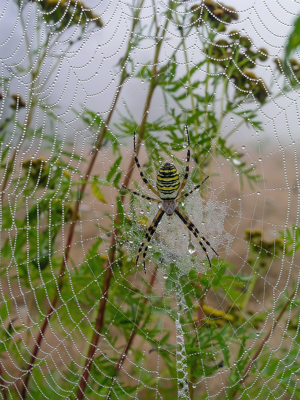 meadow cobweb spider free photo