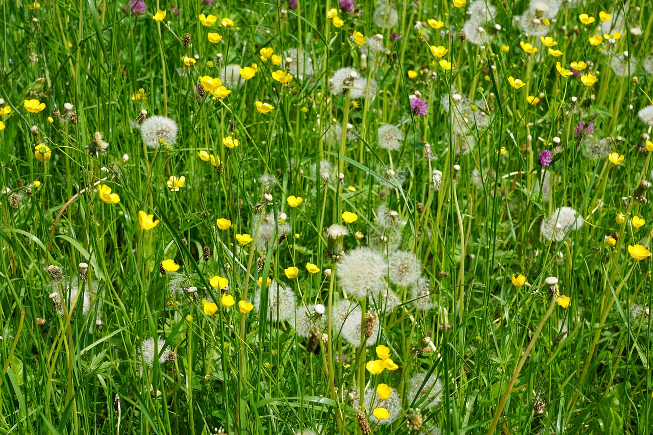 meadow flowers field free photo