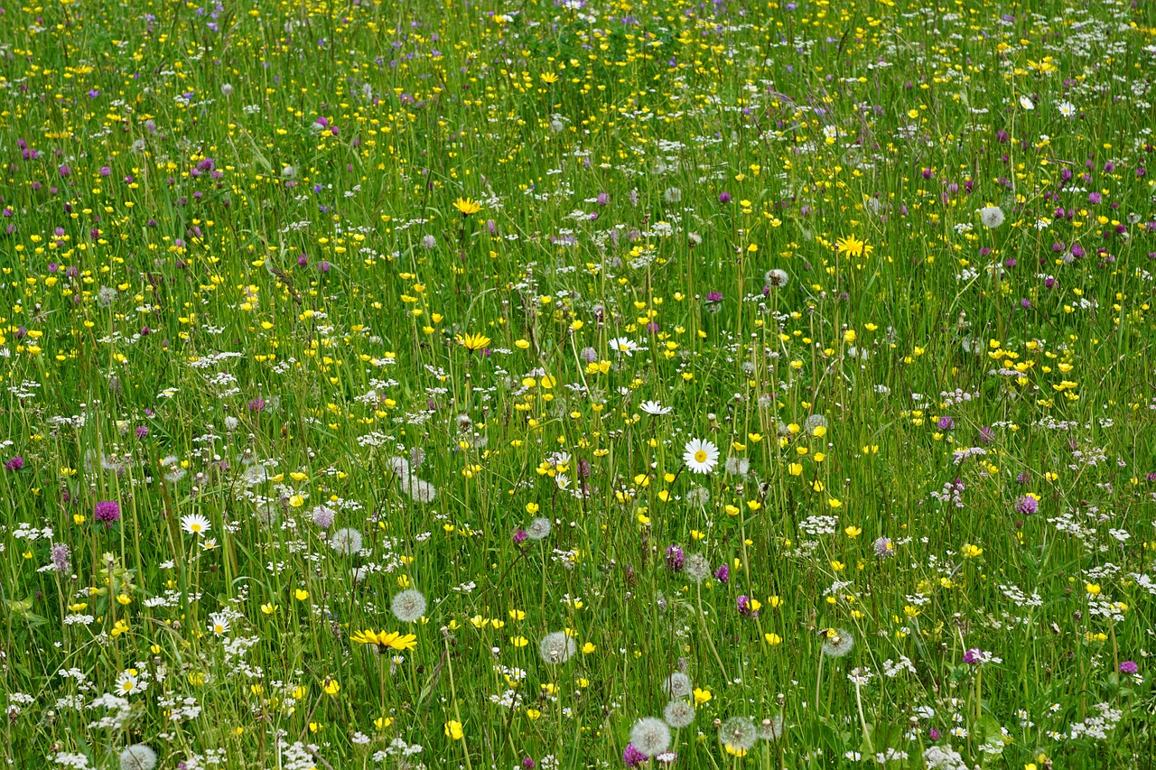 meadow flowers field free photo