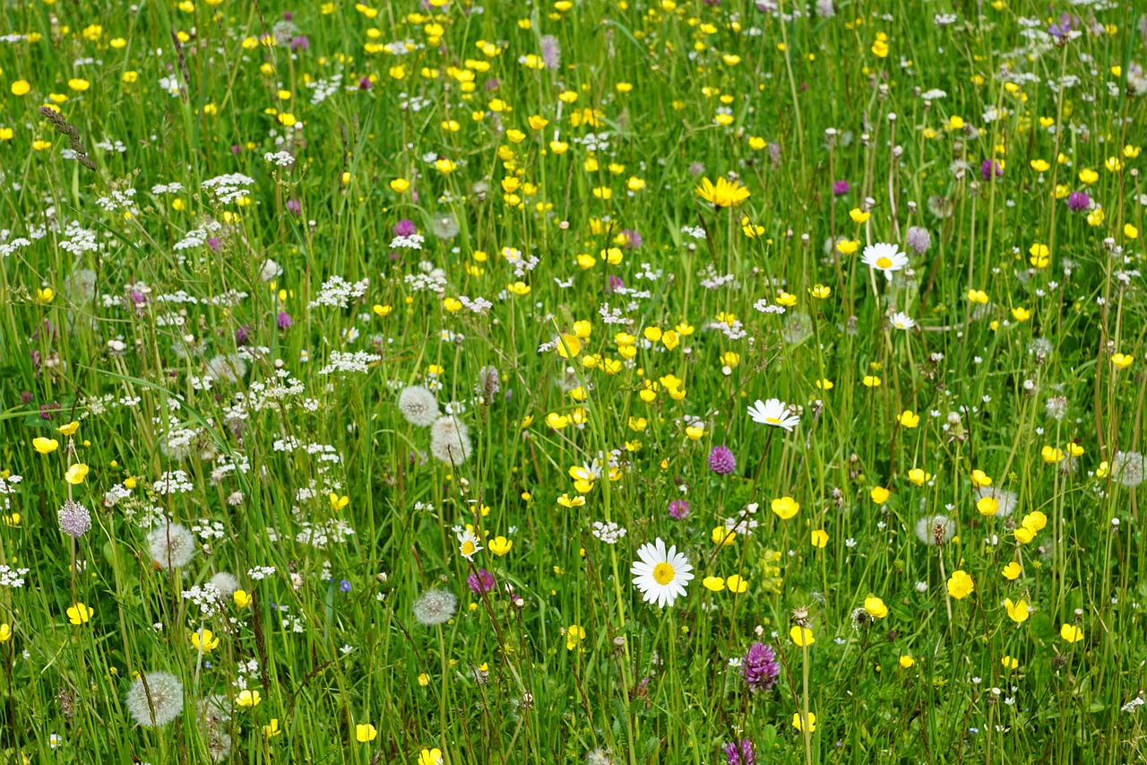 meadow flowers field free photo