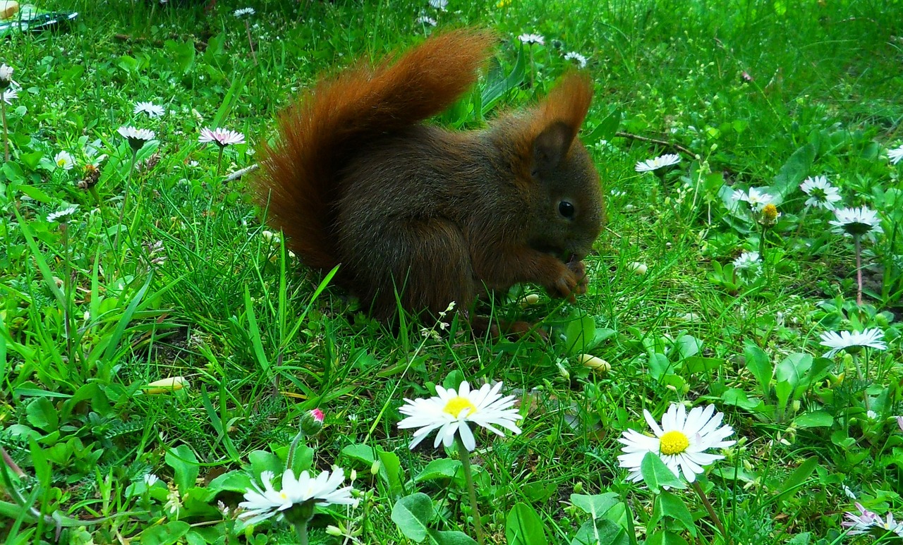 meadow squirrel spring free photo