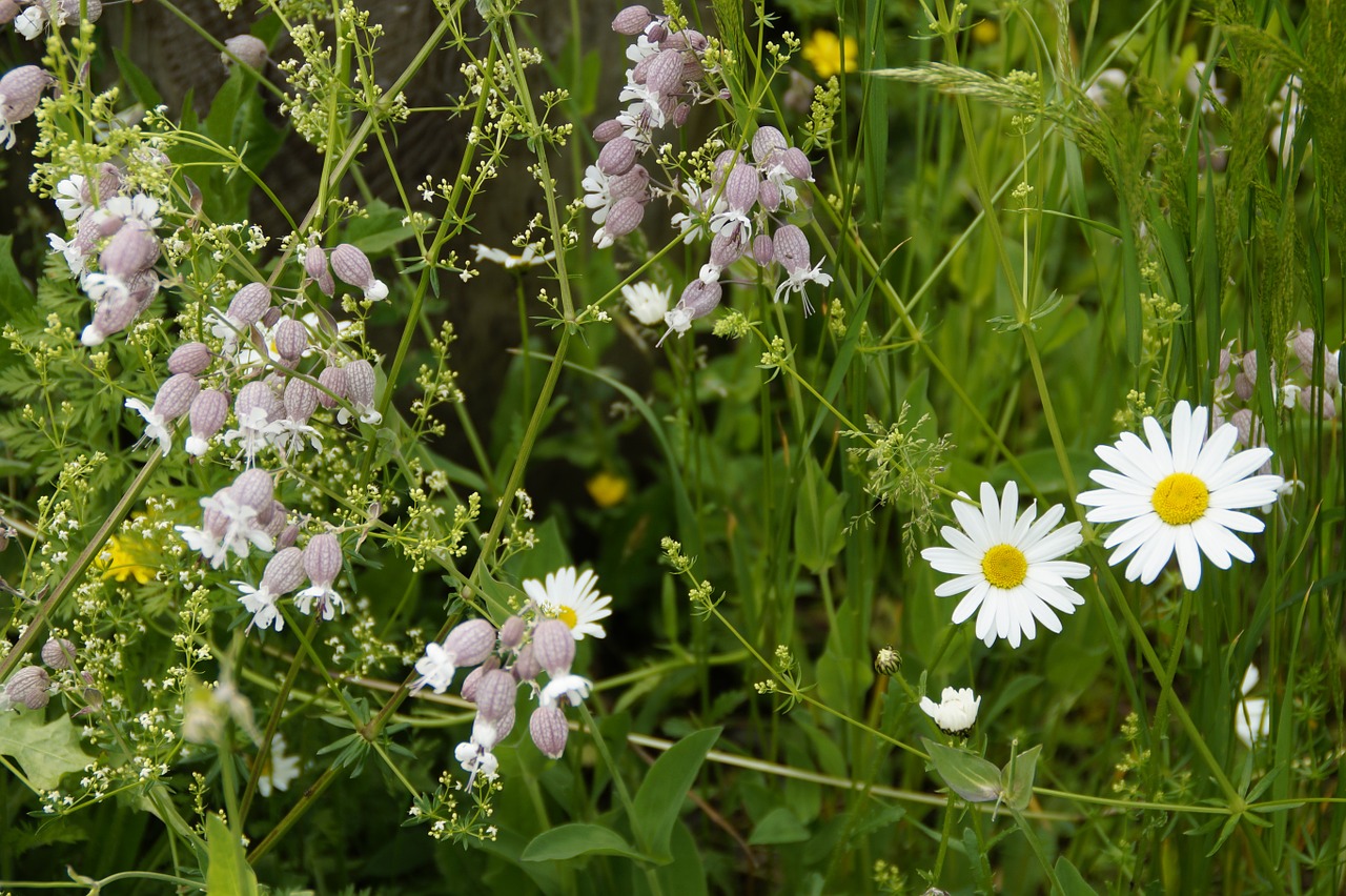 meadow wild flowers wildflowers free photo