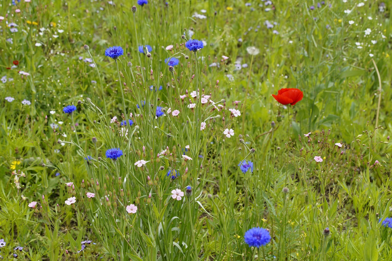 meadow wild flowers bloom free photo